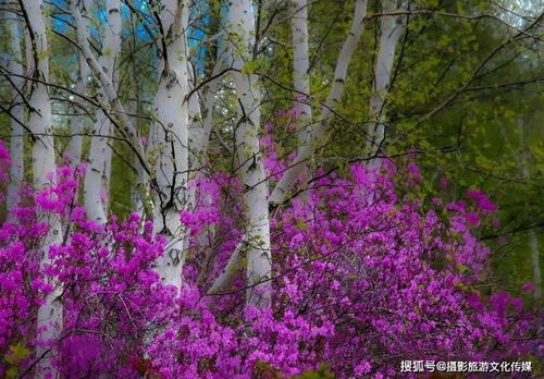 山东摄影家协会